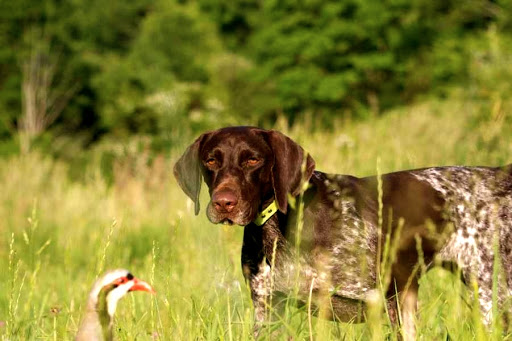 El estudio de Affinity de 2020 vuelve a desmontar las mentiras animalistas sobre el abandono de perros de caza 
